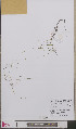  ( - L 0893474)  @11 [ ] CreativeCommons - Attribution Non-Commercial Share-Alike (2012) Naturalis Biodiversity center Naturalis Biodiversity center
