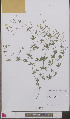  ( - L 0893463)  @11 [ ] CreativeCommons - Attribution Non-Commercial Share-Alike (2012) Naturalis Biodiversity center Naturalis Biodiversity center
