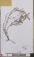  ( - L 0893460)  @11 [ ] CreativeCommons - Attribution Non-Commercial Share-Alike (2012) Naturalis Biodiversity center Naturalis Biodiversity center