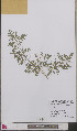  ( - L 0893450)  @11 [ ] CreativeCommons - Attribution Non-Commercial Share-Alike (2012) Naturalis Biodiversity center Naturalis Biodiversity center
