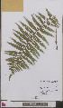  ( - L 0893434)  @11 [ ] CreativeCommons - Attribution Non-Commercial Share-Alike (2012) Naturalis Biodiversity center Naturalis Biodiversity center
