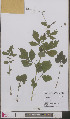  ( - L 0893429)  @11 [ ] CreativeCommons - Attribution Non-Commercial Share-Alike (2012) Naturalis Biodiversity center Naturalis Biodiversity center