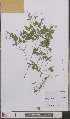  ( - L 0893427)  @11 [ ] CreativeCommons - Attribution Non-Commercial Share-Alike (2012) Naturalis Biodiversity center Naturalis Biodiversity center