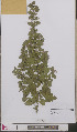  (Ballota nigra - L 0893522)  @11 [ ] CreativeCommons - Attribution Non-Commercial Share-Alike (2012) Naturalis Biodiversity center Naturalis Biodiversity center