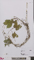  ( - L 0896476)  @11 [ ] CreativeCommons - Attribution Non-Commercial Share-Alike (2012) Naturalis Biodiversity center Naturalis Biodiversity center
