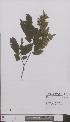 (Carpinus betulus - L 0896712)  @11 [ ] CreativeCommons - Attribution Non-Commercial Share-Alike (2012) Naturalis Biodiversity center Naturalis Biodiversity center