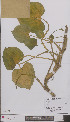  ( - L 0896807)  @11 [ ] CreativeCommons - Attribution Non-Commercial Share-Alike (2012) Naturalis Biodiversity center Naturalis Biodiversity center