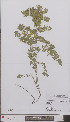  (Ononis repens - L 0896809)  @11 [ ] CreativeCommons - Attribution Non-Commercial Share-Alike (2012) Naturalis Biodiversity center Naturalis Biodiversity center
