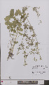  ( - L 0896854)  @11 [ ] CreativeCommons - Attribution Non-Commercial Share-Alike (2012) Naturalis Biodiversity center Naturalis Biodiversity center