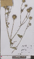  (Dipsacus - L 0896944)  @11 [ ] CreativeCommons - Attribution Non-Commercial Share-Alike (2012) Naturalis Biodiversity center Naturalis Biodiversity center