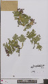  (Crataegus x subsphaerica - L 0896941)  @11 [ ] CreativeCommons - Attribution Non-Commercial Share-Alike (2012) Naturalis Biodiversity center Naturalis Biodiversity center