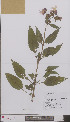  ( - L 0896935)  @11 [ ] CreativeCommons - Attribution Non-Commercial Share-Alike (2012) Naturalis Biodiversity center Naturalis Biodiversity center