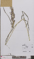  ( - L 0897008)  @11 [ ] CreativeCommons - Attribution Non-Commercial Share-Alike (2012) Naturalis Biodiversity center Naturalis Biodiversity center