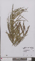  ( - L 0897048)  @11 [ ] CreativeCommons - Attribution Non-Commercial Share-Alike (2012) Naturalis Biodiversity center Naturalis Biodiversity center
