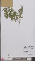  ( - L 0897071)  @11 [ ] CreativeCommons - Attribution Non-Commercial Share-Alike (2012) Naturalis Biodiversity center Naturalis Biodiversity center