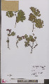  (Crataegus macrocarpa - L 0897096)  @11 [ ] CreativeCommons - Attribution Non-Commercial Share-Alike (2012) Naturalis Biodiversity center Naturalis Biodiversity center
