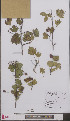  ( - L 0897099)  @11 [ ] CreativeCommons - Attribution Non-Commercial Share-Alike (2012) Naturalis Biodiversity center Naturalis Biodiversity center