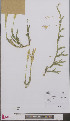  ( - L 0897104)  @11 [ ] CreativeCommons - Attribution Non-Commercial Share-Alike (2012) Naturalis Biodiversity center Naturalis Biodiversity center