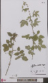  ( - L 0897119)  @11 [ ] CreativeCommons - Attribution Non-Commercial Share-Alike (2012) Naturalis Biodiversity center Naturalis Biodiversity center