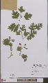  (Crataegus rosiformis - L 0897113)  @11 [ ] CreativeCommons - Attribution Non-Commercial Share-Alike (2012) Naturalis Biodiversity center Naturalis Biodiversity center