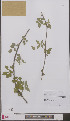  ( - L 0897122)  @11 [ ] CreativeCommons - Attribution Non-Commercial Share-Alike (2012) Naturalis Biodiversity center Naturalis Biodiversity center