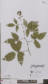  ( - L 0894976)  @11 [ ] CreativeCommons - Attribution Non-Commercial Share-Alike (2012) Naturalis Biodiversity center Naturalis Biodiversity center