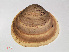  ( - RMNH.5009337)  @13 [ ] CreativeCommons - Attribution Non-Commercial Share-Alike (2012) Unspecified Naturalis Biodiversity Center