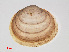  (Sphaerium nucleus - RMNH.5009339)  @14 [ ] CreativeCommons - Attribution Non-Commercial Share-Alike (2012) Unspecified Naturalis Biodiversity Center
