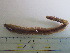  ( - RMNH.5012744)  @11 [ ] CreativeCommons - Attribution Non-Commercial Share-Alike (2013) Naturalis Biodiversity Center Naturalis Biodiversity Center
