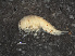  ( - RMNH.5012796)  @11 [ ] CreativeCommons - Attribution Non-Commercial Share-Alike (2013) Naturalis Biodiversity Center Naturalis Biodiversity Center