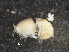 ( - RMNH.5012798)  @11 [ ] CreativeCommons - Attribution Non-Commercial Share-Alike (2013) Naturalis Biodiversity Center Naturalis Biodiversity Center