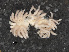  ( - RMNH.5012848)  @11 [ ] CreativeCommons - Attribution Non-Commercial Share-Alike (2013) Naturalis Biodiversity Center Naturalis Biodiversity Center