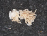  ( - RMNH.5012977)  @11 [ ] CreativeCommons - Attribution Non-Commercial Share-Alike (2013) Naturalis Biodiversity Center Naturalis Biodiversity Center