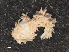  ( - RMNH.5012979)  @11 [ ] CreativeCommons - Attribution Non-Commercial Share-Alike (2013) Naturalis Biodiversity Center Naturalis Biodiversity Center