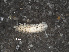  ( - RMNH.5013124)  @11 [ ] CreativeCommons - Attribution Non-Commercial Share-Alike (2013) Naturalis Biodiversity Center Naturalis Biodiversity Center