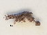  ( - RMNH.5013144)  @11 [ ] CreativeCommons - Attribution Non-Commercial Share-Alike (2013) Naturalis Biodiversity Center Naturalis Biodiversity Center