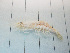  ( - RMNH.5013165)  @11 [ ] CreativeCommons - Attribution Non-Commercial Share-Alike (2013) Naturalis Biodiversity Center Naturalis Biodiversity Center
