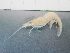  ( - RMNH.5013170)  @11 [ ] CreativeCommons - Attribution Non-Commercial Share-Alike (2013) Naturalis Biodiversity Center Naturalis Biodiversity Center