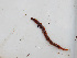  ( - RMNH.5013204)  @11 [ ] CreativeCommons - Attribution Non-Commercial Share-Alike (2013) Naturalis Biodiversity Center Naturalis Biodiversity Center