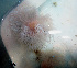  ( - RMNH.5013220)  @11 [ ] CreativeCommons - Attribution Non-Commercial Share-Alike (2013) Naturalis Biodiversity Center Naturalis Biodiversity Center