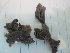  (Halichondria bowerbanki - RMNH.5013277)  @11 [ ] CreativeCommons - Attribution Non-Commercial Share-Alike (2013) Naturalis Biodiversity Center Naturalis Biodiversity Center