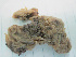  ( - RMNH.5013279)  @11 [ ] CreativeCommons - Attribution Non-Commercial Share-Alike (2013) Naturalis Biodiversity Center Naturalis Biodiversity Center