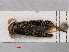  ( - RMNH.INS.536750)  @12 [ ] CreativeCommons - Attribution Non-Commercial Share-Alike (2013) Unspecified Naturalis Biodiversity Center