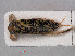  (Sigara longipalis - RMNH.INS.536752)  @13 [ ] CreativeCommons - Attribution Non-Commercial Share-Alike (2013) Unspecified Naturalis Biodiversity Center