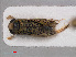  (Sigara lateralis - RMNH.INS.536753)  @14 [ ] CreativeCommons - Attribution Non-Commercial Share-Alike (2013) Unspecified Naturalis Biodiversity Center