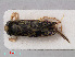  (Sigara falleni - RMNH.INS.536759)  @13 [ ] CreativeCommons - Attribution Non-Commercial Share-Alike (2013) Unspecified Naturalis Biodiversity Center
