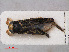  (Sigara striata - RMNH.INS.536787)  @13 [ ] CreativeCommons - Attribution Non-Commercial Share-Alike (2013) Unspecified Naturalis Biodiversity Center