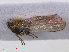  ( - RMNH.INS.536794)  @11 [ ] CreativeCommons - Attribution Non-Commercial Share-Alike (2013) Unspecified Naturalis Biodiversity Center