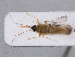  ( - RMNH.INS.536800)  @12 [ ] CreativeCommons - Attribution Non-Commercial Share-Alike (2013) Unspecified Naturalis Biodiversity Center
