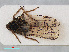  ( - RMNH.INS.536804)  @13 [ ] CreativeCommons - Attribution Non-Commercial Share-Alike (2013) Unspecified Naturalis Biodiversity Center
